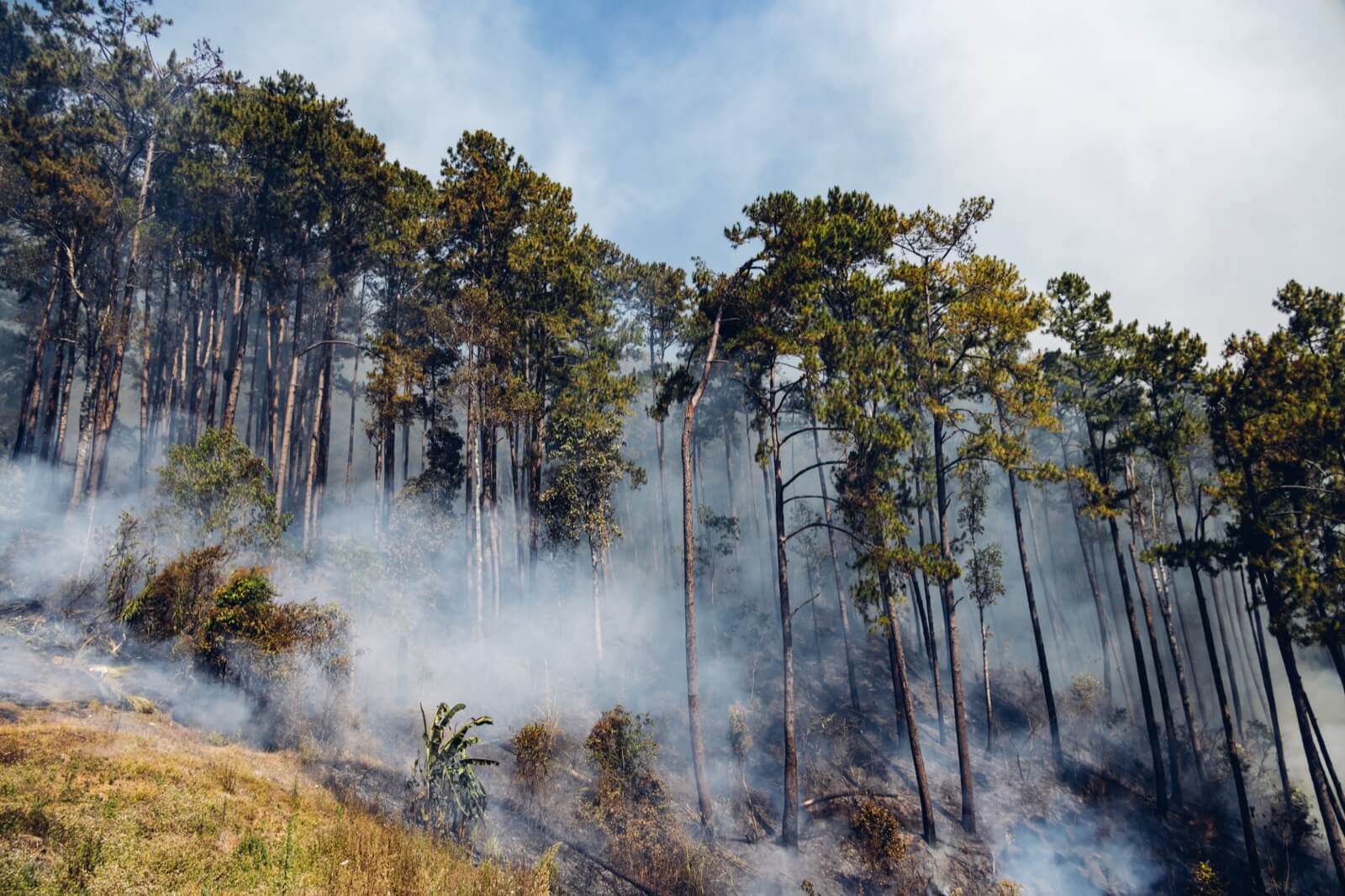 A wildfire burning across a forested mountain ridge, smoke rising into the sky